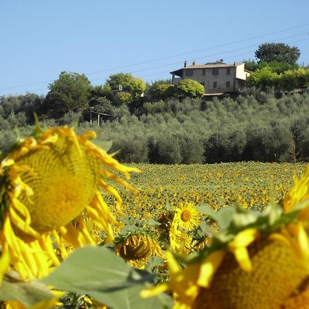 Agriturismo Oliveto Di Geltrude Contessa Amelia Εξωτερικό φωτογραφία