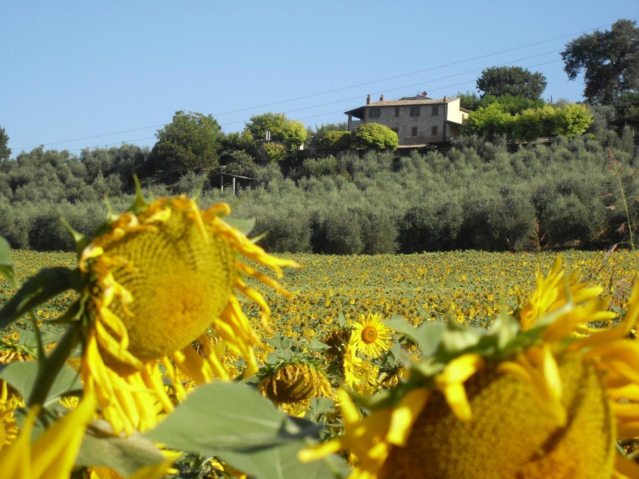 Agriturismo Oliveto Di Geltrude Contessa Amelia Εξωτερικό φωτογραφία